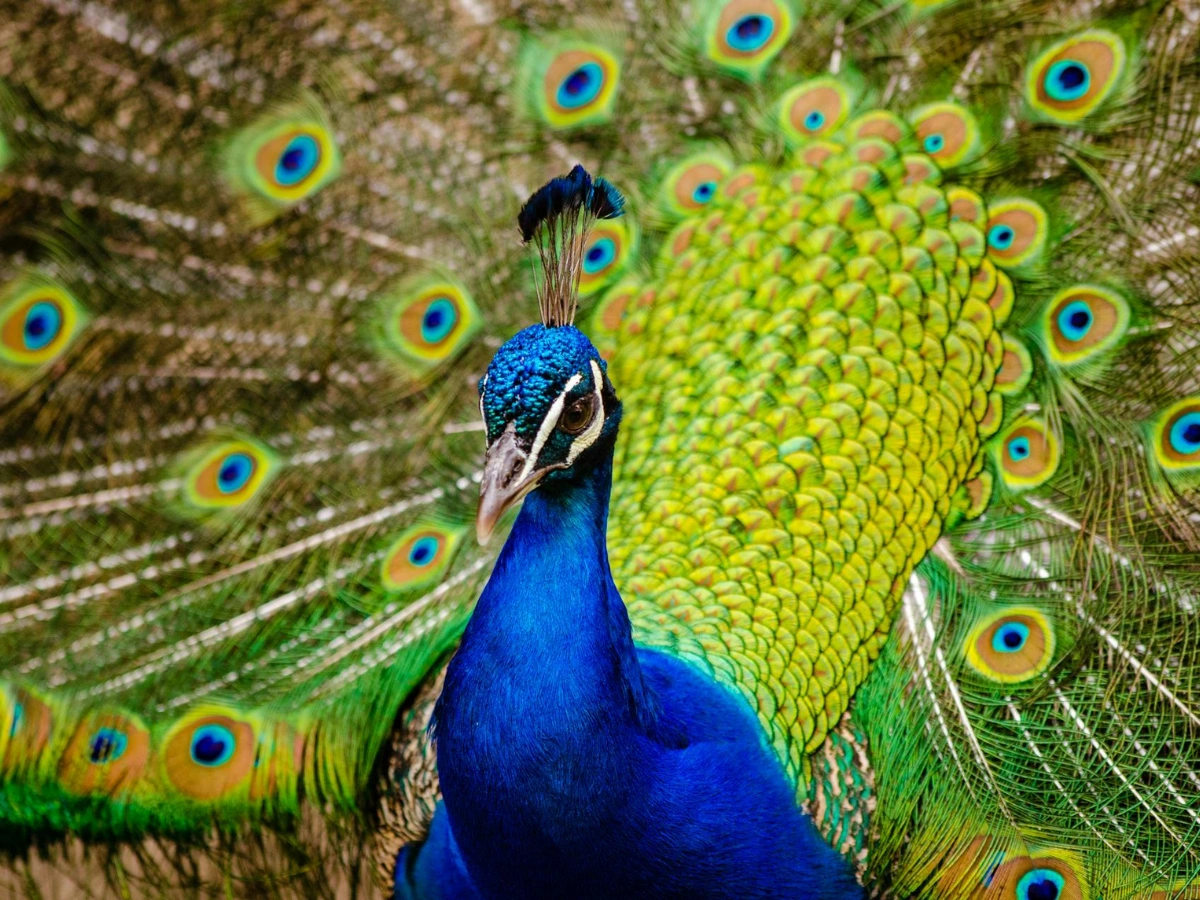 Our Image Enhancer Supports All Formats after